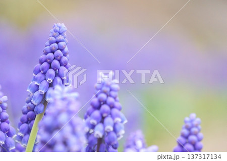 壺型の花が集まったムスカリの花 壺型の花が集まったムスカリの花 137317134