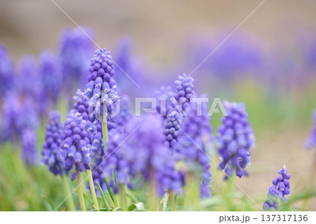 春の花 青紫のムスカリ 春の花 青紫のムスカリ 137317136