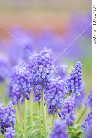 花壇に咲くムスカリの花 花壇に咲くムスカリの花 137317137