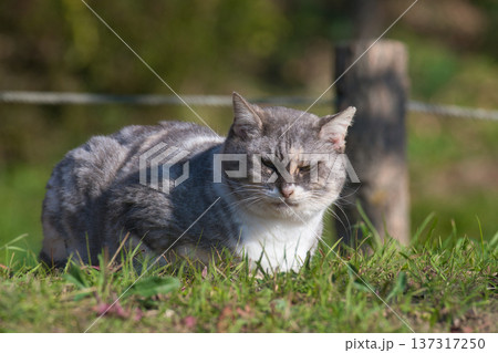 自然の中でひと休み 公園の芝生で香箱座りをするグレー白の猫 137317250