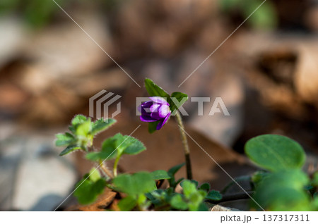 雪割草　紫 137317311