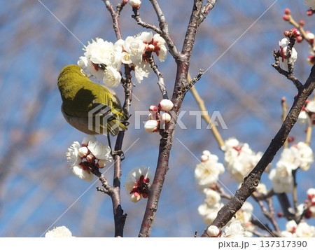 梅の花の蜜を吸うメジロ 梅の花の蜜を吸うメジロ 137317390