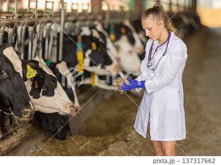 Near cattle pen, girl vet check straw Near cattle pen, girl vet check straw 137317662