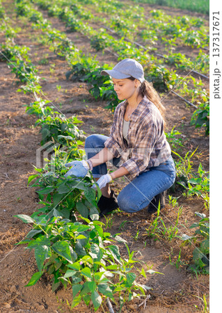 Woman works on plantation and performs work on cultivation of edible crops, peppers, haricot bean Woman works on plantation and performs work on cultivation of edible crops, peppers, haricot bean 137317671