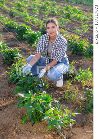 Woman works on plantation and performs work on cultivation of edible crops, peppers, haricot bean 137317673