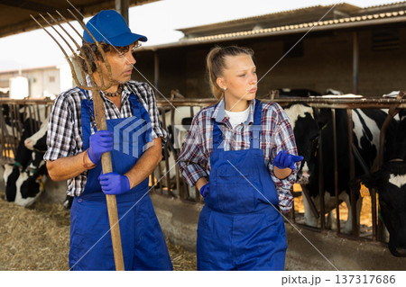 man and a woman farmers communicate against the background of cows 137317686