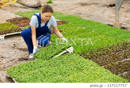 Adult woman posing with planted basil Adult woman posing with planted basil 137317757