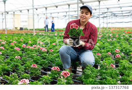 Young woman worker sitting down and looking to the pot of geranium flower in greenhouse 137317768
