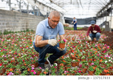 Senior male chief agronomist inspects young balsam seedlings before sending them to customer 137317833
