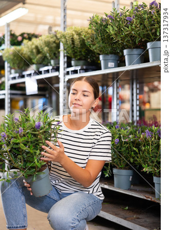 Girl customer-onlooker curiously examines showcase exhibition with indoor evergreens flowering hebe 137317934