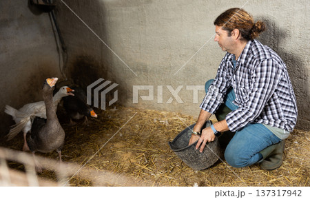Male farmer feeding geese in the backyard of village house 137317942