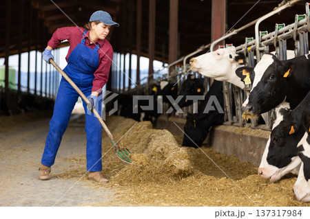 Young female farmer feeding cows on dairy farm Young female farmer feeding cows on dairy farm 137317984