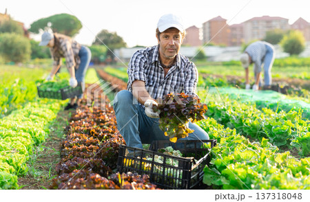 Man works on plantation cuts bunches of purple salad and puts them in box for transportation Man works on plantation cuts bunches of purple salad and puts them in box for transportation 137318048
