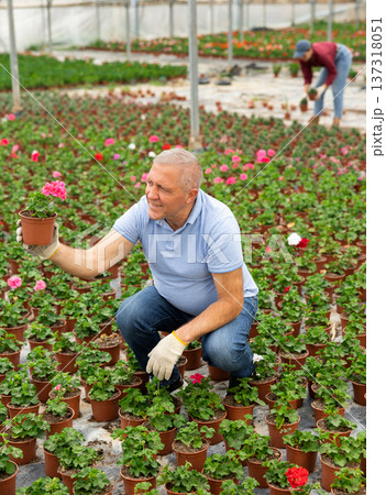 Old man grower sitting down and looking to the pot of geranium flower in greenhouse 137318051