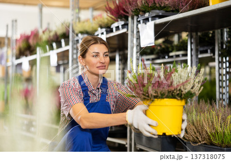 Young saleswoman arranging blooming heather in pots in garden store 137318075