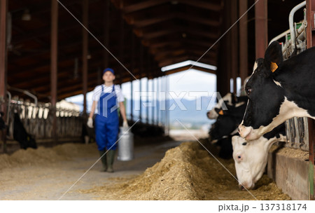 Black and white dairy cows eating hay peeking through stall fence against of farmer with metal can on livestock farm 137318174