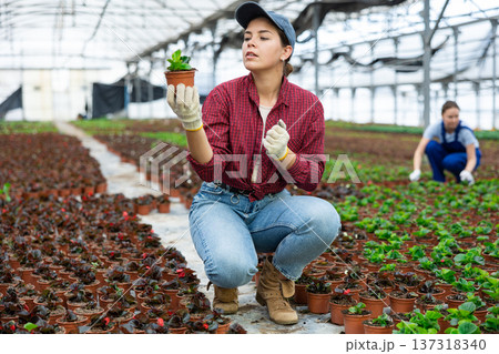Young woman worker sitting down and looking to the pot of peperomia flower in greenhouse 137318340