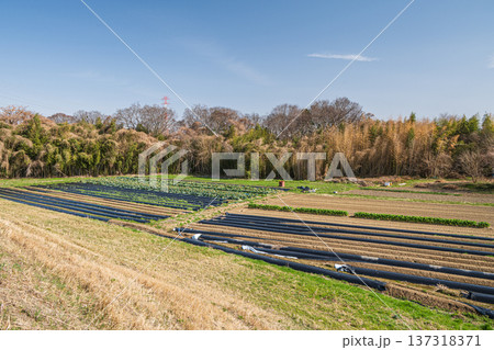 木津川河川敷の野菜畑　京都府京田辺市 137318371