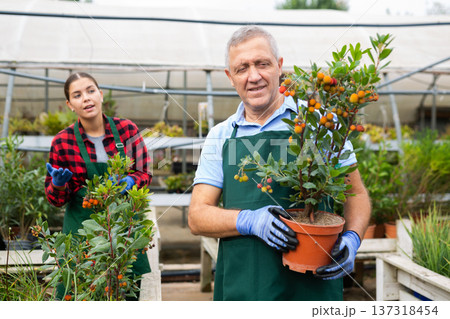 Male florist engaged in cultivation of potted arbustus unedo in greenhouse 137318454
