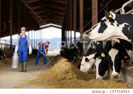 Male farm worker carrying big milk can walking in cowshed on dairy farm 137318455