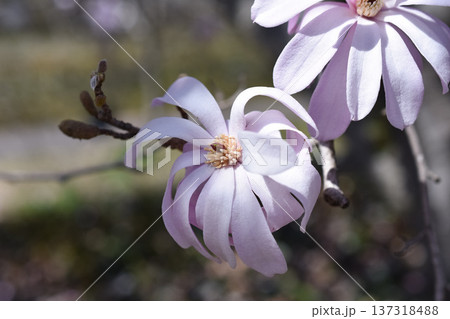 シデコブシの花 シデコブシの花 137318488