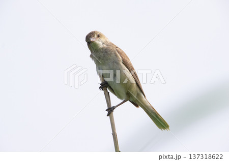 オオヨシキリ 137318622