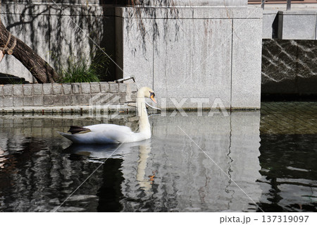 Nov 29 2025 Graceful White Swan Swimming in Rokkaku do Pond Nov 29 2025 Graceful White Swan Swimming in Rokkaku do Pond 137319097