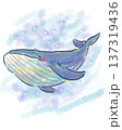 シロナガスクジラの優しいイラスト 137319436