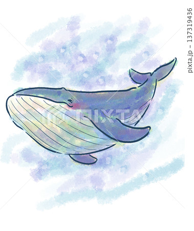 シロナガスクジラの優しいイラスト 137319436