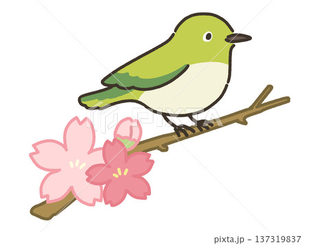桜の枝にとまるメジロのイラスト 137319837