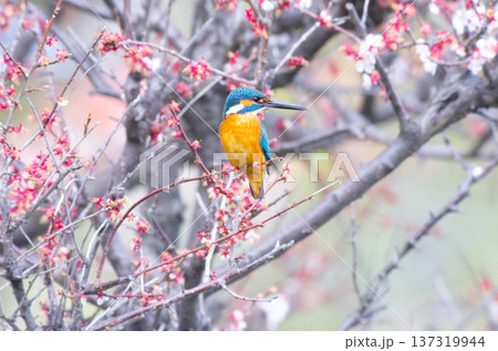 カワセミ 137319944