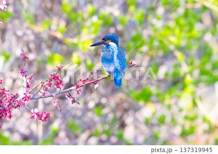 カワセミ 137319945