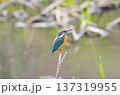 カワセミ 137319955