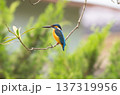 カワセミ 137319956
