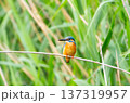 カワセミ 137319957
