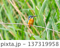 カワセミ 137319958