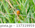 カワセミ 137319959