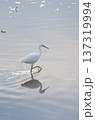 シラサギ 137319994