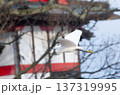 シラサギ 137319995