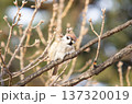すずめ 137320019