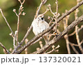 すずめ 137320021