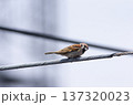 すずめ 137320023