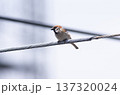 すずめ 137320024