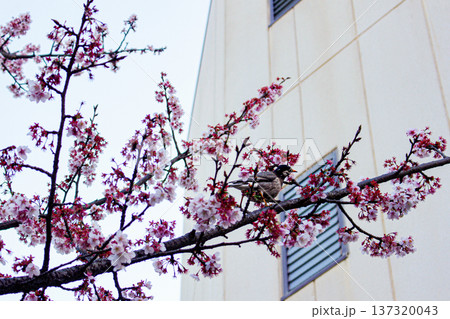 糸川遊歩道のあたみ桜の枝に止まるムクドリ（静岡県熱海市） 137320043