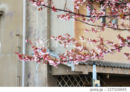 糸川遊歩道の街並みと咲き誇るあたみ桜の枝（静岡県熱海市） 137320045
