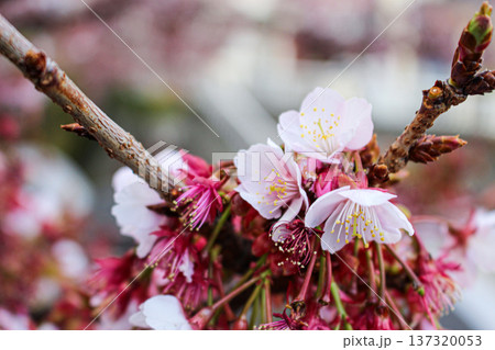 熱海の街並みを背景に咲く、あたみ桜のピンクの花(静岡県熱海市) 熱海の街並みを背景に咲く、あたみ桜のピンクの花(静岡県熱海市) 137320053