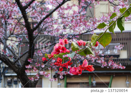 糸川遊歩道のブーゲンビリアと背景に咲くあたみ桜（静岡県熱海市） 137320054