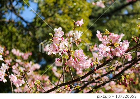 日差しを浴びて咲く、河津桜の花と多くの蕾(静岡県) 日差しを浴びて咲く、河津桜の花と多くの蕾(静岡県) 137320055