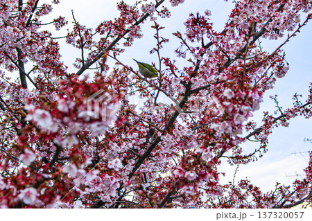 あたみ桜の枝に止まるメジロ（静岡県熱海市 糸川遊歩道） 137320057