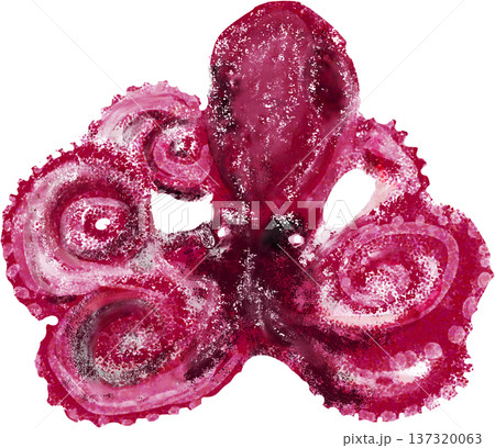 イイダコのイラスト イイダコのイラスト 137320063